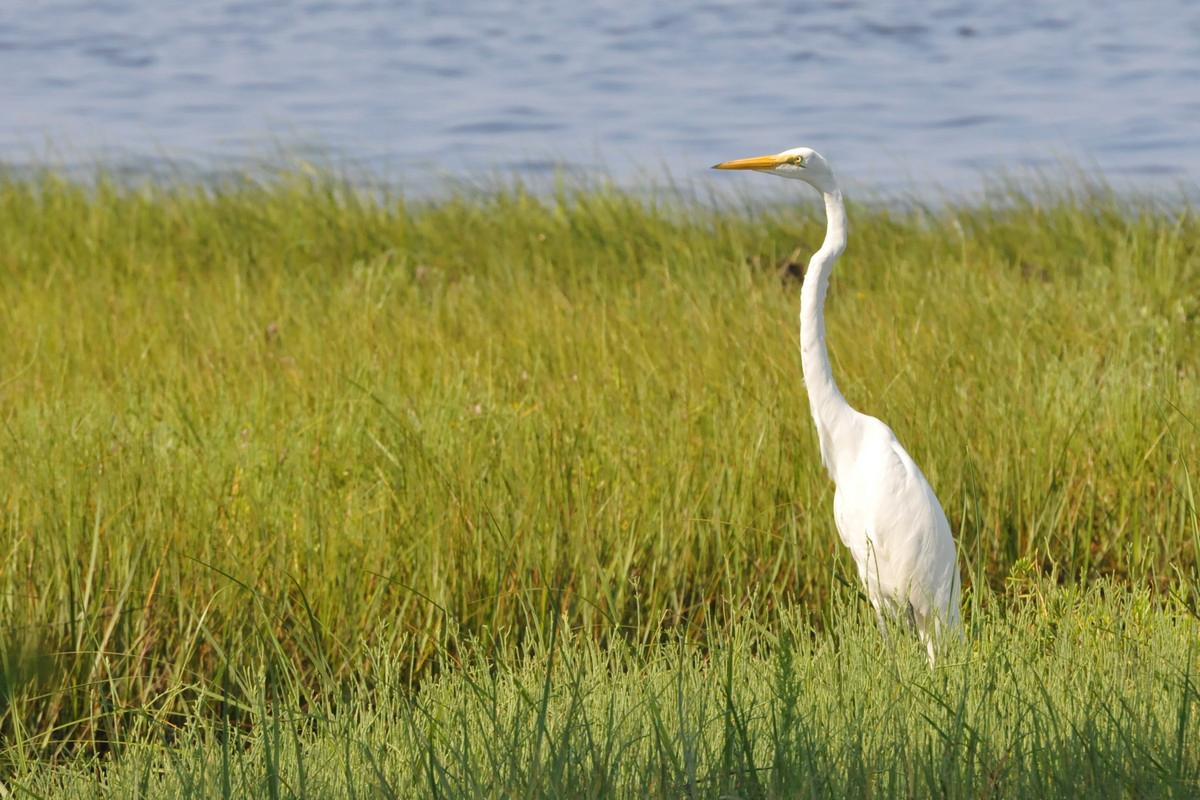 Mexico Beach Florida - Great Egret